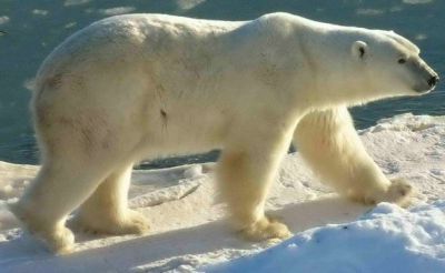 полярна мечка